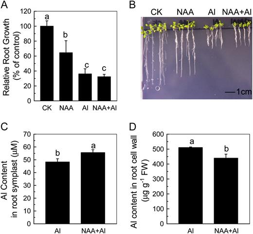 The effect of aluminum and NAA on the root growth and aluminum content in root symplast and cell wall of als1-2. A, One-centimeter-long seedlings were grown on 0.5 mm CaCl2 medium containing 0 or 50 µm aluminum in the presence or absence of NAA for 24 h. The pH was adjusted to 4.5. Data are means ± sd (n = 10). Columns with different letters are significantly different at P < 0.05. B, The effect of aluminum and NAA on the root growth of Arabidopsis. One-centimeter-long seedlings were grown on nutrient plates containing 0 or 50 µm aluminum for 7 d. The pH was adjusted to 4.5. Pictures were taken using a digital camera. Aluminum content in symplast (C) and cell wall (D). Six-week-old plants were grown on 0.5 mm CaCl2 solution containing 50 µm aluminum or 50 µm aluminum combined with 0.05 µM NAA for 24 h. The pH was adjusted to 4.5. Data are means ± sd (n = 4). Columns with different letters are significantly different at P < 0.05.