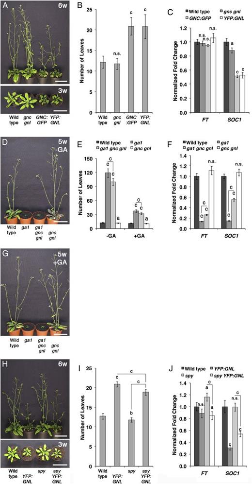 GNC and GNL repress flowering downstream from the GA signaling pathway. A, D, G, and H, Representative photographs of Arabidopsis plants grown for 5 or 6 weeks (w) under long-day conditions. Plants shown in G were watered twice per week with 1 µm GA3. B, E, and I, Flowering time analysis (total rosette leaf number) of long-day-grown plants shown in A, D, G, and H. C, F, and J, Results of qRT-PCR analyses for the flowering time regulators FT and SOC1 performed with 10-d-old seedlings. Fold change was calculated relative to wild-type levels. Student’s t tests were performed in comparison with the wild type unless indicated otherwise: a = P ≤ 0.05, b = P ≤ 0.01, c = P ≤ 0.001; n.s., not significant. Bars = 5 cm.
