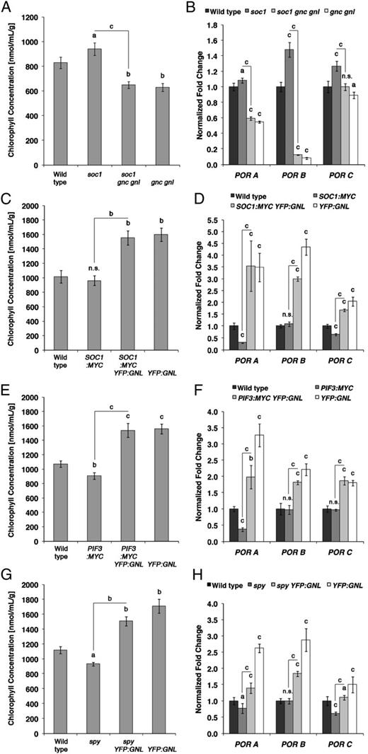 GNC and GNL promote greening downstream from SOC1. A, C, E, and G, Chlorophyll concentration. B, D, F, and H, qRT-PCR analyses of POR gene expression from 10-d-old seedlings as shown in A, C, E, and G. Student’s t tests were performed in comparison with the wild type unless indicated otherwise: a = P ≤ 0.05, b = P ≤ 0.01, c = P ≤ 0.001; n.s., not significant.