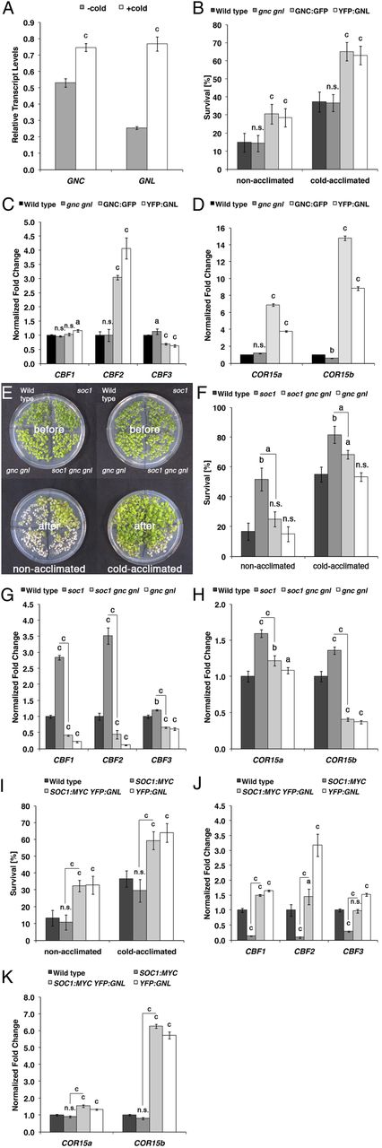GNC and GNL promote cold tolerance downstream from SOC1. A, qRT-PCR analyses of GNC and GNL expression of 10-d-old seedlings in response to a 9-h cold treatment (4°C). B, F, and I, Seedling survival of nonacclimated and cold-acclimated 10-d-old seedlings after cold treatment. C, D, G, H, J, and K, qRT-PCR analyses of CBF (C, G, and J) and COR15 (D, H, and K) gene expression in 10-d-old seedlings. E, Representative photograph of nonacclimated and cold-acclimated 10-d-old seedlings before (top panels) and after (bottom panels) cold treatment. Student’s t tests were performed in comparison with the wild type unless indicated otherwise: a = P ≤ 0.05, b = P ≤ 0.01, c = P ≤ 0.001; n.s., not significant.