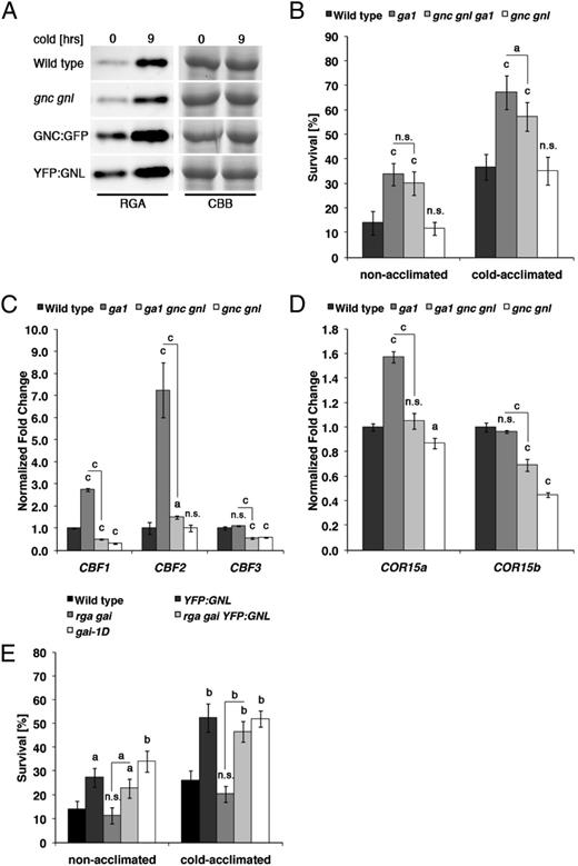 Analysis of GNC- and GNL-mediated cold tolerance in GA pathway mutants. A, Immunoblot of RGA protein abundance in 10-d-old Arabidopsis seedlings grown before and after a 9-h cold treatment (4°C). CBB, Coomassie Brilliant Blue as a loading control. B and E, Seedling survival of nonacclimated and cold-acclimated 10-d-old seedlings after cold treatment. C and D, qRT-PCR analyses of CBF (C) and COR15 (D) gene expression in 10-d-old seedlings. Student’s t tests were performed in comparison with the wild type unless indicated otherwise: a = P ≤ 0.05, b = P ≤ 0.01, c = P ≤ 0.001; n.s., not significant.
