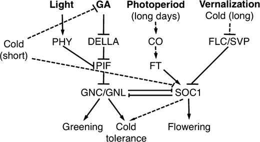 Model of the interactions of the GATAs GNC and GNL and the MADS box transcription factor SOC1 in the control of greening, cold tolerance, and flowering with their respective regulators pathways. CO, CONSTANS; FLC, FLOWERING LOCUS C; PHY, phytochrome; SVP, SHORT VEGETATIVE PHASE.