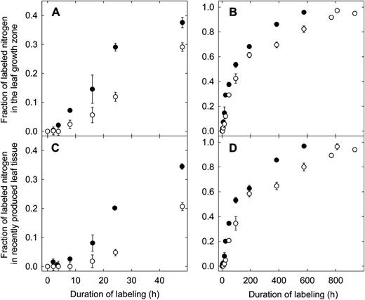 Fraction of labeled N in the leaf growth zone (A and B) and in recently produced leaf tissue (C and D) of perennial ryegrass during dynamic 15N labeling. Plants were grown with either 1.0 mm nitrate (low N; white circles) or 7.5 mm nitrate (high N; black circles) in the nutrient solution. A and C expand the first 50 h of labeling. Each value is the mean of four replicate plants ± se.