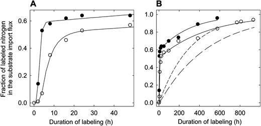 The f lab I of leaf growth zones of perennial ryegrass during dynamic 15N labeling. Plants were grown with an N supply of either 1.0 mm nitrate (low N; white circles) or 7.5 mm nitrate (high N; black circles) in the nutrient solution. A expands the first 50 h of labeling. Solid lines give the fit of the two-pool model (Fig. 1C) to the tracer time courses and reflects the exchange kinetics of the substrate pool. The modeled labeling kinetics of the store is given by the short dashed line (high N) and the long dashed line (low N).