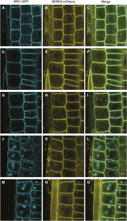 Colocalization of BRI1 and SERK3 in different compartments of live Arabidopsis root meristem epidermal cells. A to C, Localization of BRI1-GFP (A) and SERK3-mCherry (B) as well as the merged image (C) of both fluorescently tagged proteins in untreated roots. D to F, Localization of BRI1-GFP (D) and SERK3-mCherry (E) as well as the merged image (F) after BRZ treatment. G to I, Localization of BRI1-GFP (G) and SERK3-mCherry (H) as well as the merged image (I) after BRZ treatment and BL application (1 µm, 1 h). J to L, Localization of BRI1-GFP (J) and SERK3-mCherry (K) as well as the merged image (L) after BRZ treatment and BFA application (50 µm, 1 h). M to O, Localization of BRI1-GFP (M) and SERK3-mCherry (N) as well as the merged image (O) after BRZ treatment and simultaneous BFA and BL application (50 and 1 µm, respectively, 1 h). Confocal images of BRI1-GFP and SERK3-mCherry in live roots of 5 d old Arabidopsis seedlings coexpressing BRI1-GFP 2/SERK3-mCherry are shown. Except for A to C, all seedlings were cultured for 2 d in medium containing 5 µm BRZ. The BRI1-GFP2/SERK3-mCherry line used here is homozygous for both tagged receptors (for numerical analysis, see Supplemental Note S2). BL was used throughout the experiments. Bars = 5 µm.