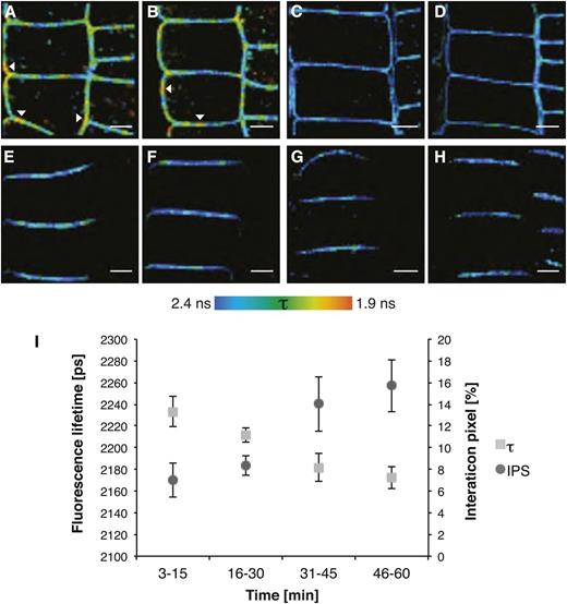 BRI1 and SERK3 interact independently of ligand. A, Fluorescence lifetime image of BRI1-GFP in the presence of SERK3-mCherry after BRZ treatment and BL stimulation (1 µm, 1 h). B, Fluorescence lifetime image of BRI1-GFP in the presence of SERK3-mCherry after BRZ treatment. C, Fluorescence lifetime image of BRI1-GFP after BRZ treatment and BL stimulation (1 µm, 1 h). D, Fluorescence lifetime image of BRI1-GFP after BRZ treatment. E, Fluorescence lifetime image of PIN2-GFP in the presence of SERK3-mCherry after BRZ treatment and BL stimulation (1 µm, 1 h). F, Fluorescence lifetime image of PIN2-GFP in the presence of SERK3-mCherry after BRZ treatment. G, Fluorescence lifetime image of PIN2-GFP after BRZ treatment and BL stimulation (1 µm, 1 h). H, Fluorescence lifetime image of PIN2-GFP after BRZ treatment. I, BRI1-GFP and SERK3-mCherry associate in a time-dependent manner after BL stimulation (1 µm). FRET-FLIM results from roots of 5-d-old Arabidopsis seedlings expressing BRI1-GFP2 or coexpressing BRI1-GFP 2 and SERK3-mCherry, grown for 2 d in medium containing 5 µm BRZ, are shown. For time-course measurements, roots were embedded in BL-containing medium, and consecutive FLIM measurements were performed within a time frame of 1 h. PIN2-GFP in combination with SERK3-mCherry served as a negative control. The BRI1-GFP2/SERK3-HA line used in A to D and I is heterozygous for BRI1-GFP and homozygous for SERK3-mCherry proteins (for numerical analysis, see Supplemental Note S2). BL was used throughout the experiments. The color bar represents the false color code for BRI1-GFP fluorescence lifetimes (τ). Arrowheads indicate areas with BRI1-GFP fluorescence lifetimes below 2 ns. Bars = 5 µm.