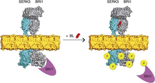 Model for BR signaling with preformed BRI1-SERK3 heterooligomers as functional units. In the absence of ligand, BRI1 and SERK3 reside in the plasma membrane of Arabidopsis meristematic epidermal root cells partially as heterooligomers. The kinase activity of BRI1 is inhibited by BKI1. Upon ligand binding, the BRI1 kinase is activated. This results in transphosphorylation and release of BKI1 and transphosphorylation events within the preformed BRI1-SERK3 heterooligomers, enabling downstream signaling. Besides preformed heterooligomers, the formation of new BRI1-SERK3 complexes is possible. In this illustration, the actual protein dimensions of BRI1 and SERK3 are taken into account. The extracellular domain of SERK3 was modeled using the crystal structure of the ligand-binding domain of BRI1 (Protein Data Bank no. 3rgz) as template, and the kinase domains of SERK3 and BRI1 were modeled using the crystal structure of Pto (Protein Data Bank no. 2qkw) as template (Modeler; version 9.10). The molecular surface representation of both molecules was generated using PyMOL (version 1.4).