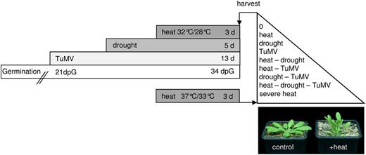 Design of multifactorial stress experiments. The scheme illustrates the experimental design for exposing Arabidopsis plants to heat, drought, and viral stress (TuMV) separately or in the different combinations as described in “Materials and Methods.” To mimic the severity of the triple stress experiment, plants were additionally treated with severe heat in an independent experiment. Leaves of all conditions were harvested: heat, drought, TuMV, drought and heat, TuMV and heat, drought and TuMV, TuMV, drought, and heat, and severe heat. The photograph shows the phenotypes of control and heat-treated plants.