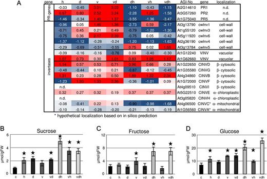 Altered sugar accumulation and expression of invertase isoforms in multifactorial stressed plants. A, Transcriptional changes of PR genes and invertases expressed in different compartments under different stress conditions. Categorization was done according to data from Xiang et al. (2011). B to D, Levels of Suc, Fru, and Glc in differentially treated plants compared with control plants. Values represent means ± sd of three to four replicates for log2 values of the fold change compared with control plants. FW, Fresh weight. The colors saturate at 1.3-fold change. Red represents an increase and blue represents a decrease in transcript levels. n.d., Not determined. Statistically significant differences from control plants were determined using a two-tailed t test assuming a normal distribution and are indicated by asterisks (P < 0.05). Conditions are as follows: heat (h), drought (d), TuMV (v), drought and heat (dh), TuMV and heat (vh), drought and TuMV (dv), and TuMV, drought, and heat (vdh).
