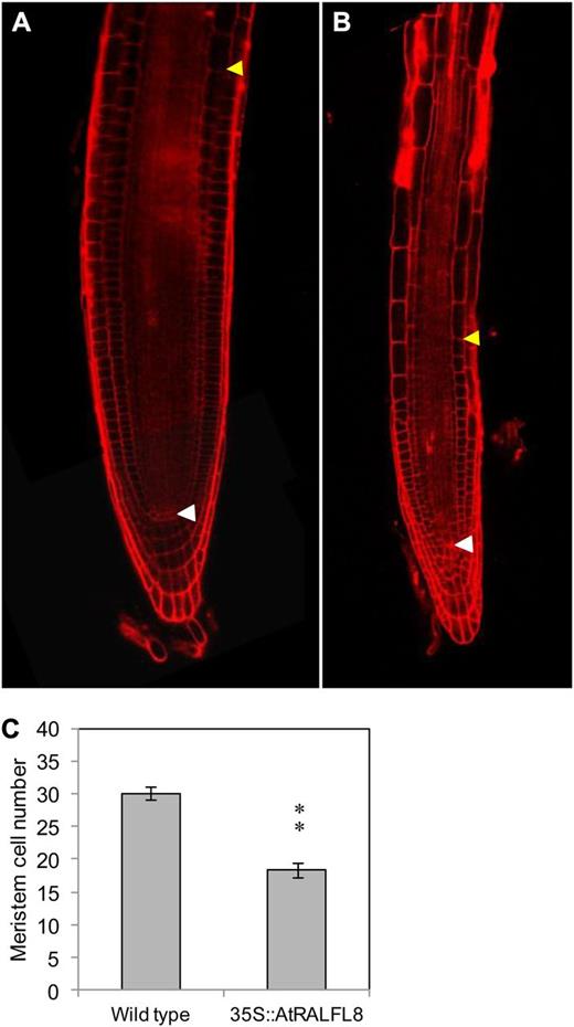 Reduced meristem size in 35S::AtRALFL8 roots. Cortical meristematic cells between the quiescent center (white arrows) and the transition zone (yellow arrow) were counted in wild-type (A) and 35S::AtRALFL8 (B) plants 10 d post germination. Red indicates cell walls as stained by propidium iodide. C, The meristem was significantly shorter in the 35S::AtRALFL8 plants (n = 5; **P < 0.01).