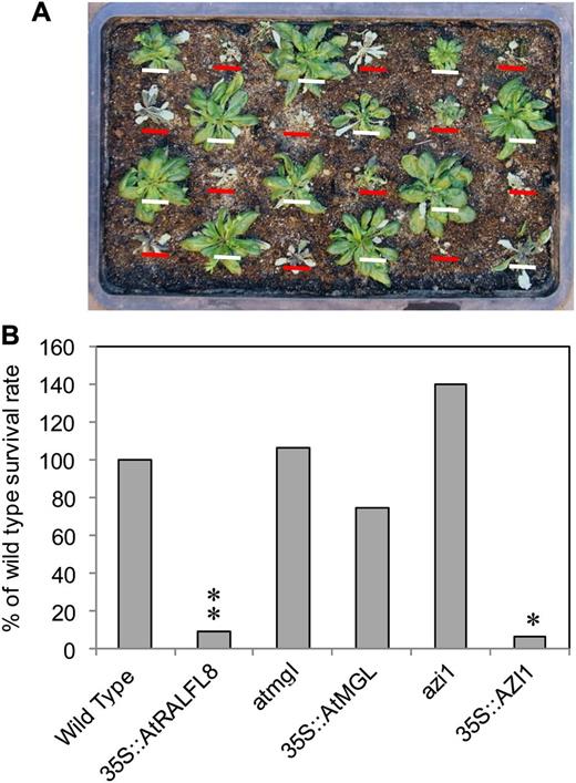 Survival rate of mutant and overexpression lines after drought stress. Irrigation was withheld from 12 21-d-old seedlings of each genotype until soil moisture content dropped to less than 3% (approximately 2 weeks). Plants were rewatered and scored for survival after a further week. A, Wild-type (white bars) and 35S::AtRALFL8 plants (red bars) 1 week after rewatering. B, Survival rate of each genotype compared with wild-type plants (shown as 100%). Asterisks show a significant difference from the wild type (**P < 0.01, *P < 0.05) according to χ2 tests.