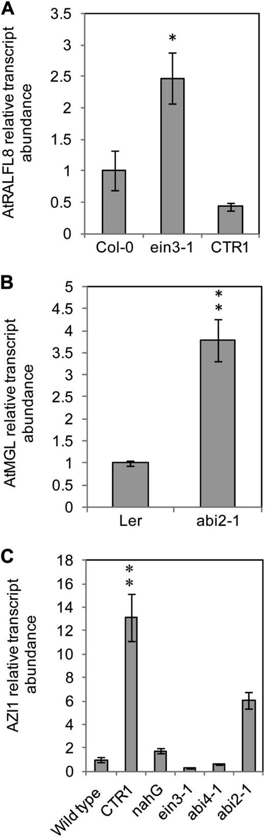 Expression levels of candidate genes in hormone signaling mutants. The relative transcript abundance of candidate genes was analyzed in Arabidopsis hormone signaling mutants using qRT-PCR. AtRALFL8 (A), AtMGL (B), and AZI1 (C). Values are the average of three biological replicates of four plants each. Asterisks show significant differences in candidate gene expression level compared with the wild-type value (**P < 0.01, *P < 0.05).