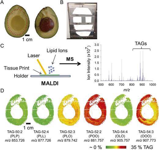 In situ lipidomics by MALDI-MSI of avocado fruit reveals the distribution of TAG molecular species throughout the mesocarp tissue of mature fruit. A and B, Avocado was obtained from a local market, and the mesocarp was sliced in half (A) and pressed/printed onto nitrocellulose membrane (B). The tissue print was coated with 2,5-dihydroxybenzoic acid matrix and subjected to MALDI-MSI. C, The laser rastered over the specimen in a 300-μm step size to generate a mass spectrum at each location. D, Images of TAG molecular ions were reconstructed such that the tissue distribution and abundance of each molecular species could be visualized. The heat map for each of the six major TAG species in the avocado mesocarp is shown. The scale for relative TAG abundance is shown at the bottom (based on mol % of total TAG). Each TAG molecular species is denoted below the respective image according to the total acyl carbons and numbers of double bonds (e.g. TAG 54:3 is a TAG molecule with three 18-carbon acyl groups, each with one double bond). L, Linoleic acid; O, oleic acid; P, palmitic acid. The bottom number is the m/z of the parent ion of the K+ adduct (for m/z analysis, see Supplemental Table S1).