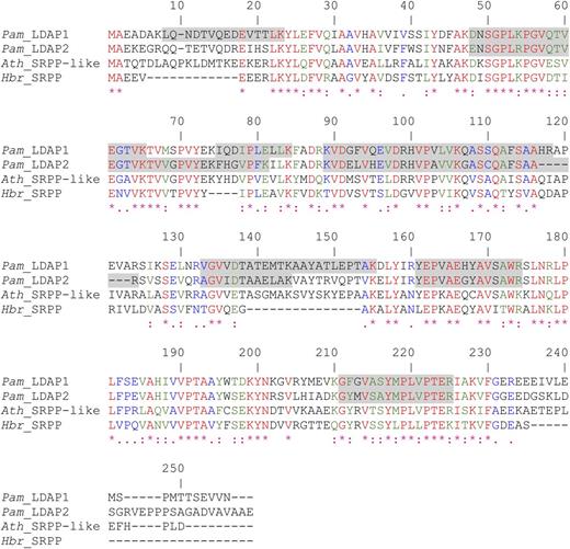 Polypeptide sequence alignment of avocado LDAP1 and LDAP2 (Pam_LDAP1 and Pam_LDAP2) with the closest homolog from Arabidopsis (Ath_SRPP-like; At3g05500) and the rubber tree SRPP (Hbr_SRPP). Sequences were aligned using the ClustalW algorithm. Peptide regions of the two avocado proteins identified by MudPIT are highlighted in gray. Percentage coverage is 50% for LDAP1 and 41% for LDAP2.