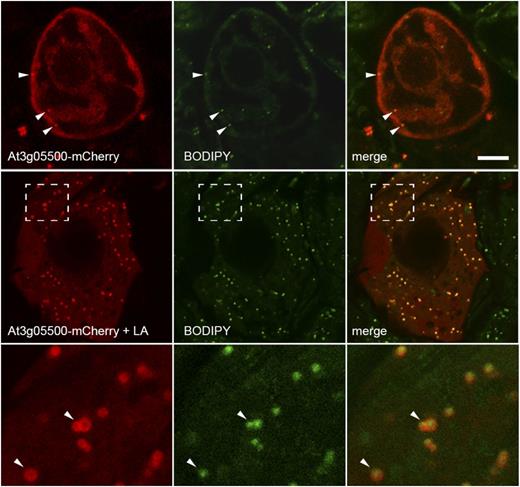 The SRPP-like protein from Arabidopsis (At3g05500) localizes to lipid droplets in tobacco BY-2 cells. The top row shows the predominantly cytosolic localization of transiently expressed At3g05500-mCherry in BY-2 cells that were stained with BODIPY 493/503. The second row shows the localization of the same fusion protein in BY-2 cells that were incubated with linoleic acid (LA) after transient transformation, which induces a dramatic increase in the number and size of lipid droplets in these cells and which reveals extensive colocalization of the fusion protein with lipid droplets. The region of the cell denoted by the hatched boxes is shown in the bottom row at higher magnification, which reveals that the fusion protein exhibits a torus-shaped fluorescence pattern that encloses the BODIPY 493/503-stained lipid droplets. Bar = 10 μm.