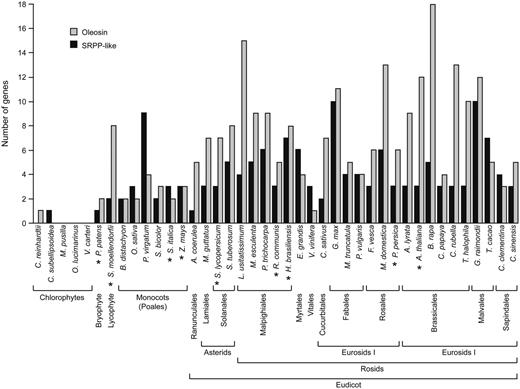 Comparison of gene copy number for oleosin and SRPP-like proteins in distantly related plants and algae. Oleosin and SRPP-like proteins of organisms whose genomes had been sequenced were identified using the BLASTP algorithm available at www.phytozome.net, using Arabidopsis SRPP-like protein (At3g05500) or OLEOSIN1 (At4g25140) as protein “queries.” Organisms with SRPP-like sequences that were also included in the phylogenetic analysis presented in Figure 7 are marked with asterisks.