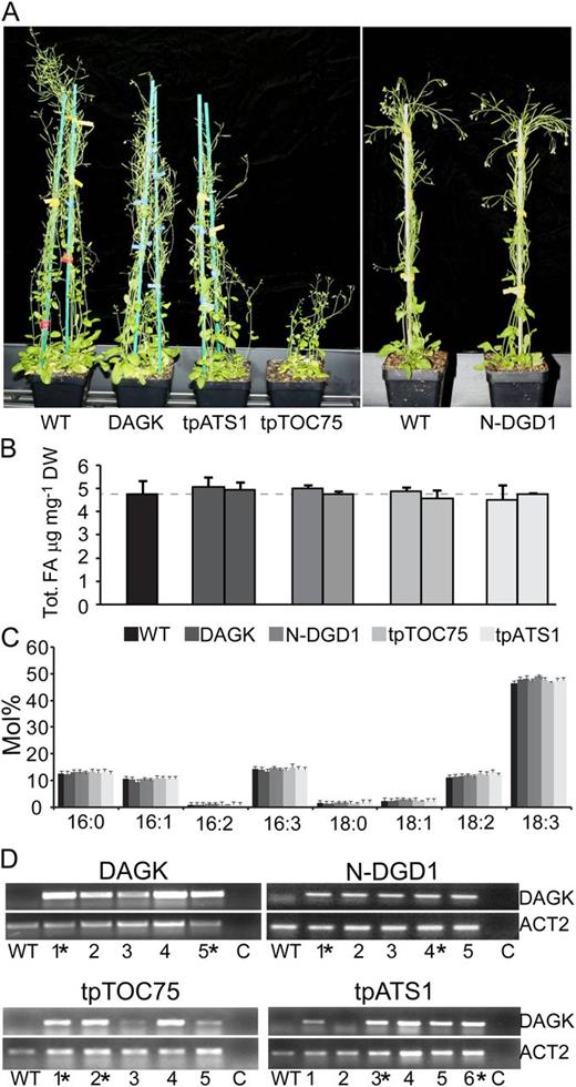 Phenotypic effects of disrupting chloroplastic DAG pools. A, Twelve-week-old wild-type (WT) Arabidopsis or lines producing DAGK or DAGK fused to the respective targeting peptides are shown. A vertical white bar indicates plants grown at a separate time. B, Levels of total fatty acids (FA) are given as micrograms per milligram of dry weight (DW) in the wild type or plants producing DAGK fused to the respective targeting peptides. C, Fatty acid profiles are given as mole percentage of total in the wild type or plants producing DAGK with the respective targeting peptide. Error bars are sds calculated from three or more biological replicates for all graphs. D, RT-PCR results showing levels of DAGK or ACT2 (At3g18780) mRNA in multiple independent lines of untargeted DAGK, N-DGD1, tpTOC75, or tpATS1 or an individual wild-type Arabidopsis. A PCR control (indicated with C) has no template DNA added. Plant lines from which lipid analyses are shown are indicated with an asterisk.