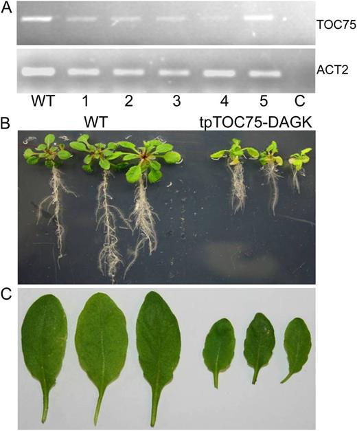 The strong phenotype of tpTOC75-DAGK-producing lines is not due to reduction of TOC75 expression. A, RT-PCR results showing levels of TOC75 (At3g46740) or ACT2 (At3g18780) mRNA in five independent tpTOC75-DAGK lines (1–5) or wild-type (WT) plants. The control (C) has no template DNA added. B, Four-week-old seedlings of the wild type or tpTOC75-DAGK grown on 1% Suc-supplemented Murashige and Skoog medium. C, Full rosette leaves of the 6-week-old wild type or tpTOC75-DAGK grown on soil.