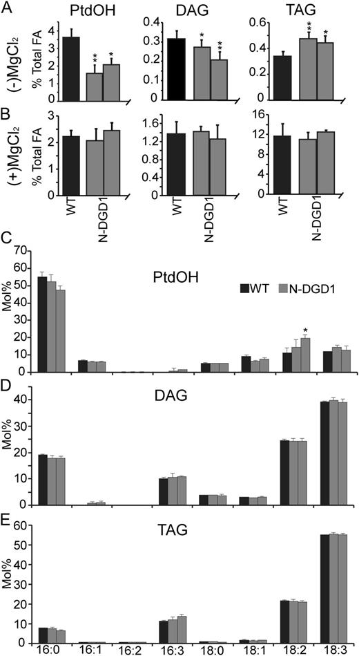 DAG produced by SFR2 is accessible to DAGK on the chloroplast outer envelope membrane. Levels of PtdOH, DAG, and TAG are given as a mole percentage of total fatty acids in the wild type or N-DGD1-DAGK-producing Arabidopsis before (A) or after (B) overnight treatment with 0.4 m MgCl2. The before treatment is reproduced from Figures 6 and 7 for easy comparison. Fatty acid profiles for PtdOH (C), DAG (D), and TAG (E) of treated plants are given as mole percentage of total fatty acids in each lipid. Error bars are sds from three or more biological replicates for all graphs. Levels statistically different from the wild type at a 95% confidence level are indicated by an asterisk. Those at a 99% confidence level are indicated by a double asterisk.