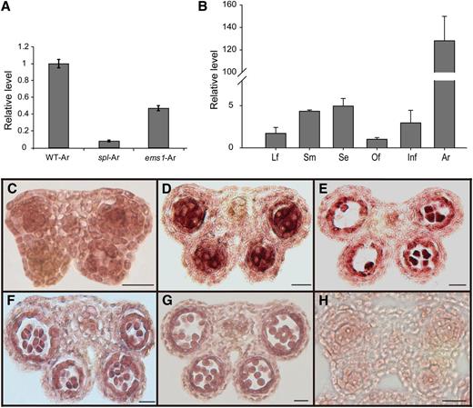 The CDM1 expression pattern. A, Analysis of CDM1 expression in wild-type, spl, and ems1 anthers using qRT-PCR. B, Detection of CDM1 expression in various tissues using qRT-PCR. C–G, In situ hybridization of the CDM1 transcript with a CDM1 antisense probe in the wild type. Anthers at stages 4 (C), 5 (D), 6 (E), and 7 (F). CDM1 expression was greatly reduced (G). H, In situ hybridization of the CDM1 transcript with a CDM1 sense probe in a wild-type stage 5 anther. Only the background signal was detected. Ar, Anther; ems1-Ar, ems1 anther; Infl, young inflorescence; Lf, leaf; Of, open flower; Se, silique; Sm, stem; spl-Ar, spl anther. Bar = 20 μm in C–H.