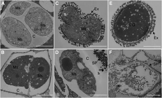 TEM of the microspore wall in the wild type (A, C, and E) and cdm1 (B, D, and F). A, Callose formed a complete wall to fill between microspores in the tetrad. B, Poorly developed callose failed to completely fill spaces between microspores. C, Exine and intine were formed on the individual microspore. D, Cytoplasm had shrunk. The callose wall was still seen. Spotted sporopollenin was placed outside the callose wall. E, Mature exine and pollen coat were formed. F, Cytoplasm has degenerated. Spotted sporopollenin was randomly accumulated near the degenerating microspore. C, Callose; Dm, degenerated microspore; Ex, exine; In, intine; Ms, microspore; SP, spotted sporopollenin. Bar = 5 μm.