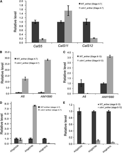 qRT-PCR analyses of gene expression differences in the wild type and cdm1. A, Expression of CalS5, CalS11, and CalS12 in wild-type and cdm1 stage 4 to 7 anthers. B, Expression of A6 and AtMYB80 in wild-type and cdm1 stage 4 to 7 anthers. C, Expression of A6 and AtMYB80 in wild-type and cdm1 stage 8 to 12 anthers. D, Expression of three genes potentially encoding β-1,3-Gs in wild-type and cdm1 stage 4 to 7 anthers. E, Expression of three genes encoding putative β-1,3-Gs in wild-type and cdm1 stage 8 to 12 anthers. Arabidopsis ACTIN1 was used as a control. Error bars indicate sd. WT, Wild type.