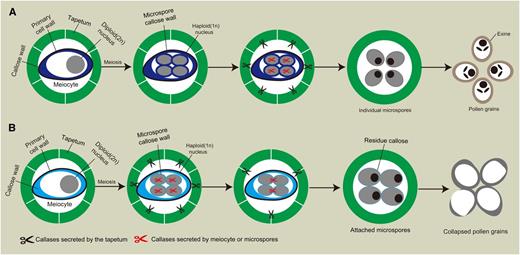 Proposed models for callose metabolism during microsporogenesis and pollen development in the wild type and cdm1. A, Callose metabolism during microsporogenesis in the wild-type anther. Normal callose synthesis and degradation are required for functional microspore formation. B, Callose metabolism during microsporogenesis in cdm1. The disturbance of callose metabolism leads to degeneration of developing microspores. Black scissors represent components of callase generated by the tapetum. Red scissors stand for potential components of callase from meiocytes. For easy visualization, only one meiocyte was shown in the anther locule.