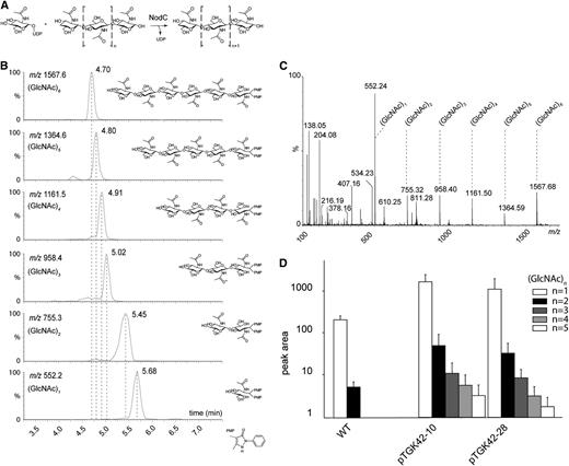 Synthesis and accumulation of GlcNAc monomers and oligomers in NodC OE lines. A, NodC catalyzes the transfer of GlcNAc from UDP-GlcNAc to the growing GlcNAc oligomer. B, Retention times of the GlcNAc monomer as well as the different GlcNAc oligomers (DP = 2–6) as determined by authentic reference compounds. During derivatization, each compound is labeled with two 1-phenyl-3-methyl-5-pyrazolone molecules, causing a shift of 331 in positive mode compared with its nominal mass. C, MS spectrum of (GlcNAc)6 as a representative example. The degradation products corresponding to (GlcNAc)n compounds with different DP (n = 1–5) are indicated. D, Quantification of (GlcNAc)n compounds (n = 1–5) by ultra-performance liquid chromatography-MS in NodC OE lines (pTGK42-10 and pTGK42-28) and the wild type (WT). Values are means ± sd.