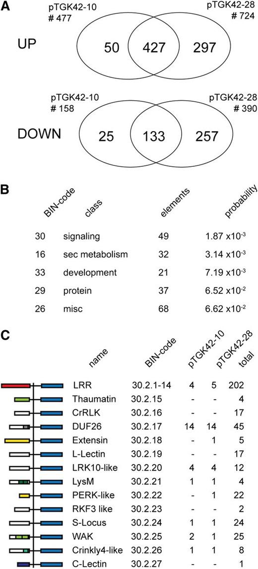 Gene expression in stem tissue of Arabidopsis upon NodC expression. A, Venn diagrams showing the number of significantly differentially expressed genes upon NodC expression with an expression ratio of at least 2 (P < 0.05). The Venn diagrams indicate the degree of overlap between the different NodC OE lines. Data are derived from microarray analysis using two different NodC OE lines (pTGK42-10 and pTGK42-28). B, Top five overrepresented BIN classes. Only genes at least 2-fold up- or down-regulated in both NodC OE lines (pTGK42-10 and pTGK42-28) compared with the wild type were included. C, Differentially expressed RLKs upon NodC OE in Arabidopsis. For each of the RLK families, the MapMan BIN code is given as well as the total number of genes in this family and the number of significantly differentially expressed family members in pTGK42-10 and pTGK42-28. DUF26 RLKs are overrepresented in the data set where stem tissue of pTGK42-28 or pTGK42-10 is compared with the wild-type. At left, the domain structure of the different RLKs as defined by MapMan is given.