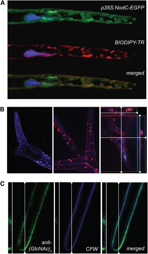 GlcNAc oligomer accumulation in the apoplast. A, NodC-EGFP (green) colocalizes with the Golgi marker BODIPY-TR (red) in Arabidopsis root hairs. The nucleus was counterstained with Hoechst 3342. B, Subcellular localization of GlcNAc monomers and oligomers in leaf trichomes of the wild type (left) or NodC OE line pTGK42-10 (middle and right) using fluorescence-labeled WGA. Longitudinal and transversal sections revealed that the signal is mainly in the extracellular region (right). C, An anti-(GlcNAc)n antibody interacts with epitopes in the cell wall region and colocalizes with the cellulose stain calcofluor white (CFW).