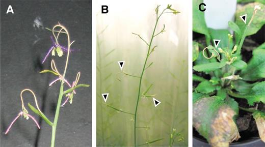 NodC OE lines are hypersensitive to mechanical stress. A, pTGK42-10 used as the maternal parent in crossing experiments. Side branches have difficulties supporting the additional load of the threads used to mark the crosses. B, Necrosis of pTGK42-10 siliques and side branches due to mechanical friction against the Aracon tube (arrowheads). C, Young developing inflorescence stem and side branches of pTGK42-10 have died (arrowhead) after touching the inverted cone of the base of the Aracon tube.