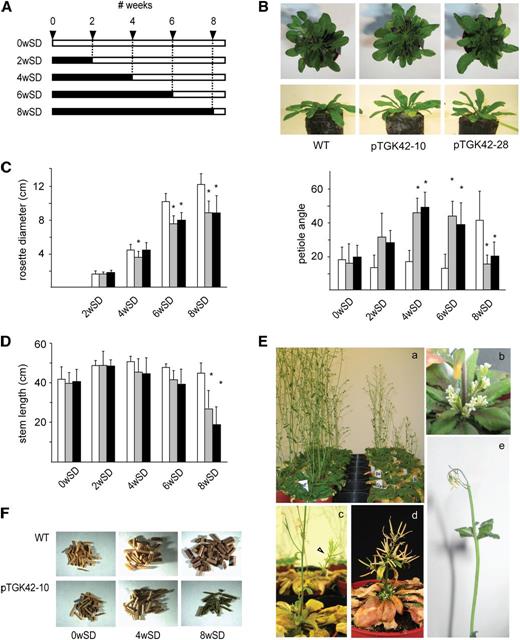 The conditional phenotype of NodC OE lines. A, Scheme of the experimental setup to assess the conditional phenotype. SD and LD growth conditions are depicted as black and white bars, respectively. Numbers on top correspond to weeks. Each bar represents a set of plants subjected to a specific growth condition, characterized by a specific number of weeks in SD and LD conditions. B, Top, representative images of leaf hyponasty in NodC OE lines compared with the wild type (WT) grown for 6 weeks under SD growth conditions. Bottom, quantification of leaf hyponasty. The y axis gives the petiole angle of the longest leaf at that moment above the horizontal plane. C, Rosette diameter in cm at the moment of transfer from SD to LD growth conditions. D, Length of the inflorescence stems of fully senescent plants. E, Closeups of the different phenotypes observed during stem development. Ea, NodC OE lines (right) and wild-type plants (left) transferred after 8 weeks under SD to LD conditions to induce bolting. The photograph was taken after 20 d under LD conditions. Eb, A cluster of flowers at the base of the inflorescence of a NodC OE plant. Ec and Ed, Internodes are reduced (arrowhead in c), forming in severe cases broomheads (d). Ee, Necrosis of the inflorescence shoot apices. F, Two-millimeter stem sections obtained from 12-cm stem fragments of plants grown under different light conditions. The longer wild-type plants were grown under SD conditions, the more biomass was produced. NodC OE plants grown under similar conditions produced less biomass upon senescence. B to D, Asterisks indicate statistical significance at P < 0.01 as determined by Student’s t test. Values are means ± sd from at least 14 plants per genotype for each batch, with the exception of plants of the 8wSD batch in D, where only five and three plants were used for the lines pTGK42-10 and pTGK42-28, respectively. White bars, Wild type; gray bars, pTGK42-10; black bars, pTGK42-28.