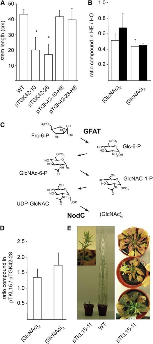 Dose-response effect of GlcNAc oligomer concentration on the phenotype. A, Stem length of hemizygous (pTGK42-10-HE and pTGK42-28-HE) and homozygous (pTGK42-10 and pTGK42-28) NodC OE lines grown under similar conditions. B, Ratio of GlcNAc dimer and trimer concentrations in the hemizygote versus its corresponding homozygote. White bars, pTGK42-10; black bars, pTGK42-28. C, Metabolic pathway toward GlcNAc oligomers. The two enzymes expressed in the pTKL15-11 line are indicated: GFAT catalyzes the rate-limiting step toward UDP-GlcNAc and NodC catalyzes the polymerization of UDP-GlcNAc into GlcNAc oligomers. D, Ratio of GlcNAc dimer and trimer concentrations in pTKL15-11 versus pTGK42-28. E, Phenotype of Arabidopsis line pTKL15-11 in comparison with a wild-type plant of similar age grown under similar growth conditions (6 weeks under SD conditions and 3 weeks under LD conditions). The inset shows a detail of a representative broomhead phenotype. Asterisks indicate statistical significance from wild-type plants of the same batch at P < 0.01 as determined by Student’s t test. Values are means ± sd.
