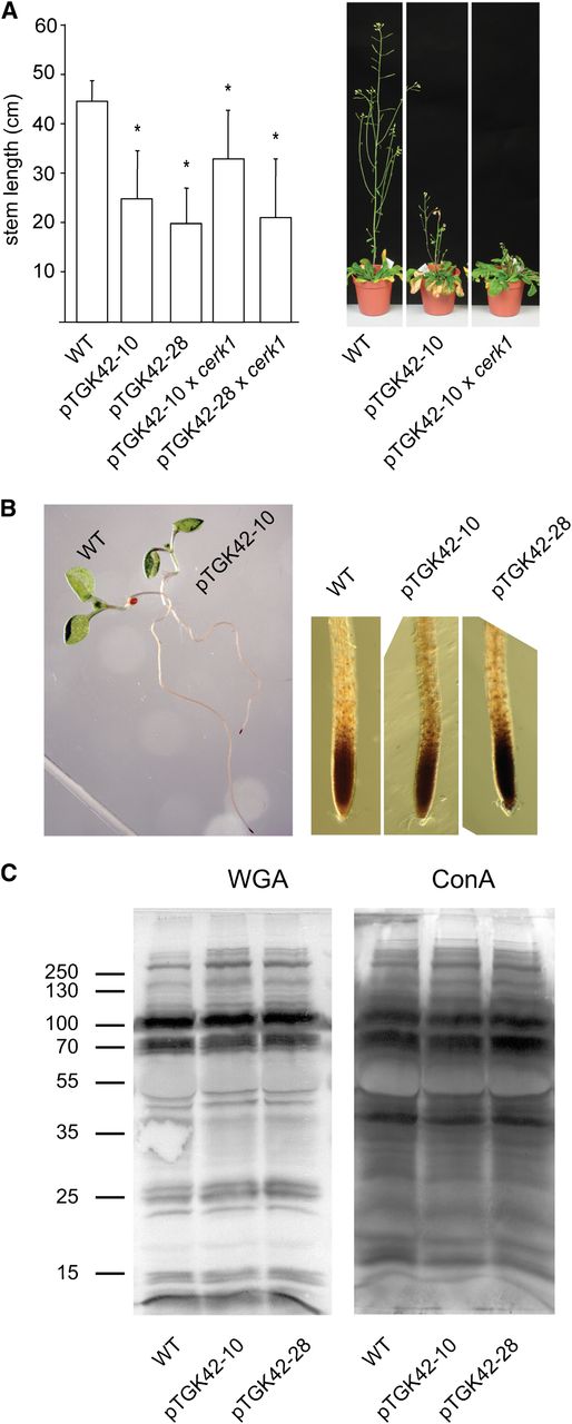 The phenotype upon (GlcNAc)n accumulation is independent of the chitin receptor CERK1 and is unrelated to oxidative or ER stress. A, Left, stem length of NodC OE lines pTGK42-10 and pTGK42-28 in the wild-type (WT) and cerk1 background. Right, extreme stem phenotype of NodC OE line pTGK42-10 and pTGK42-10 × cerk1 compared with the wild type. B, Left, visualization of H2O2 production in 10-d-old Arabidopsis seedlings by incubating roots in DAB. Right, detail of the root tip. C, Glycosylation pattern of proteins of the wild type and NodC OE lines. Proteins were extracted from fully developed leaves of rosette-stage plants. Blotting was performed using WGA-peroxidase (left) or ConA-peroxidase (right). Marker was the PageRuler Plus Prestained Protein Ladder. The molecular masses are indicated in kD. Asterisks indicate statistical significance compared with the wild type at P < 0.01 as determined by Student’s t test. Values are means ± sd.