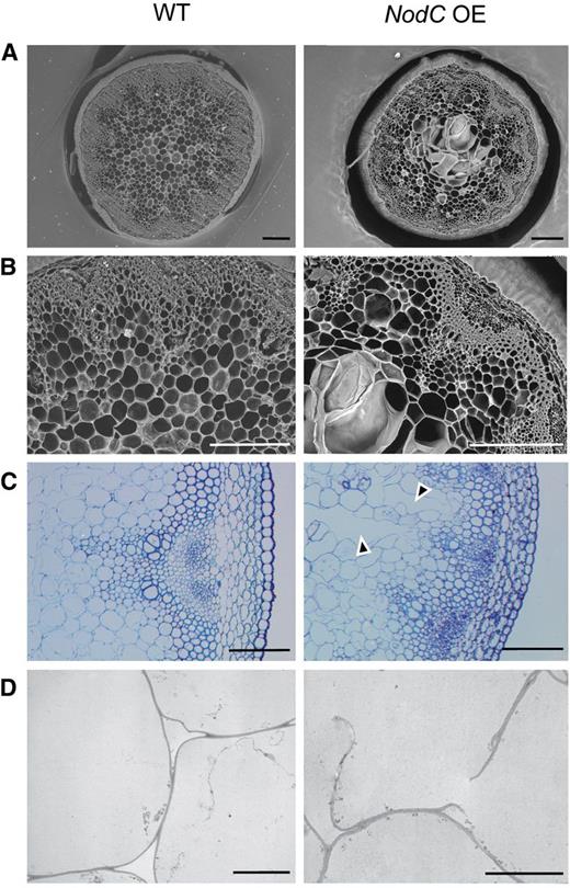 Microscopic analyses of transverse stem sections of the NodC OE line pTGK42-28 (right) compared with the wild type (WT; left). A, Scanning electron microscopy images of a 250-µm vibroslice stem section revealing syncytium-like structures in the pith region of NodC OE lines. Bars = 200 µm. B, Detail of A. Bars = 200 µm. C, Toluidine blue-stained semithin stem sections illustrating that ruptured cell walls are at the base of the observed modifications in the pith region. Arrowheads point to modified pith cells. Bars = 100 µm. D, Transmission electron microscopy cross sections confirming the presence of ruptured cell wall in pith cells of NodC OE lines. Bars = 10 µm. Similar defects were observed in pTGK42-10 lines.