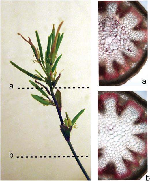 Ectopic lignification of the pith cells in NodC OE lines. A, Visualization by Wiesner staining of lignin in stem sections of the NodC OE line pTGK42-28 at two different positions along the stem. The apical region with reduced internode length is characterized by the accumulation of ectopic lignin in the pith region. The enlarged pith cells due to the sheared cell walls are clearly visible in this region. B, Sections within the internode with a normal phenotype have no ectopic lignification and no enlarged pith cells. Similar effects were observed in line pTGK42-10.
