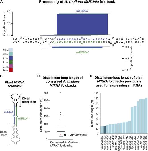 Arabidopsis MIR390a (AtMIR390a) is an accurately processed, conserved MIRNA foldback with a short distal stem loop. A, AtMIR390a foldback processing diagram. miR390a and miR390a* nt are highlighted in blue and green, respectively. The proportion of small RNA reads for the entire foldback is plotted as stacked bar graphs. Small RNAs are color coded by size. B, Diagram of a canonical plant MIRNA foldback (adapted from Cuperus et al., 2011). miRNA guide and amiRNA passenger or star (amiRNA*) strands are highlighted in blue and green, respectively. The distal stem loop and basal stem regions are highlighted in black and gray, respectively. C, Distal stem loop length of Arabidopsis conserved MIRNA foldbacks depicted in a box plot. The distal stem loop length of AtMIR390a is highlighted with the red dot and indicated with the arrow. Outliers are represented with black dots. D, Distal stem loop length of plant MIRNA foldbacks used previously for expressing amiRNAs. The Arabidopsis MIR390a distal stem loop length bar and name are highlighted in dark blue.
