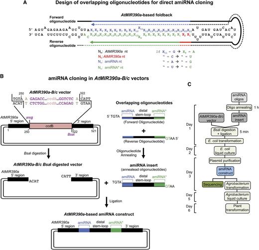 Direct cloning of amiRNAs in vectors containing a modified version of AtMIR390a that includes a ccdB cassette flanked by two BsaI sites (B/c vectors). A, Design of two overlapping oligonucleotides for amiRNA cloning. Sequences covered by the forward and reverse oligonucleotides are represented with solid and dotted lines, respectively. Nt of AtMIR390a foldback, amiRNA guide strand, and amiRNA* strand are in black, blue, and green, respectively. Other AtMIR390a nt that may be modified for preserving authentic AtMIR390a foldback secondary structure are in red. Rules for assigning identity to position 9 of amiRNA* are indicated. B, Diagram of the steps for amiRNA cloning in AtMIR390a-B/c vectors. The amiRNA insert obtained after annealing the two overlapping oligonucleotides has 5′-TGTA and 5′-AATG overhangs and is directly inserted in a directional manner into an AtMIR390a-B/c vector previously linearized with BsaI. Nt of the BsaI sites and those arbitrarily chosen and used as spacers between the BsaI recognition sites and the AtMIR390a sequence are in purple and light brown, respectively. Other details are as described in A. C, Flow chart of the steps from amiRNA construct generation to plant transformation.