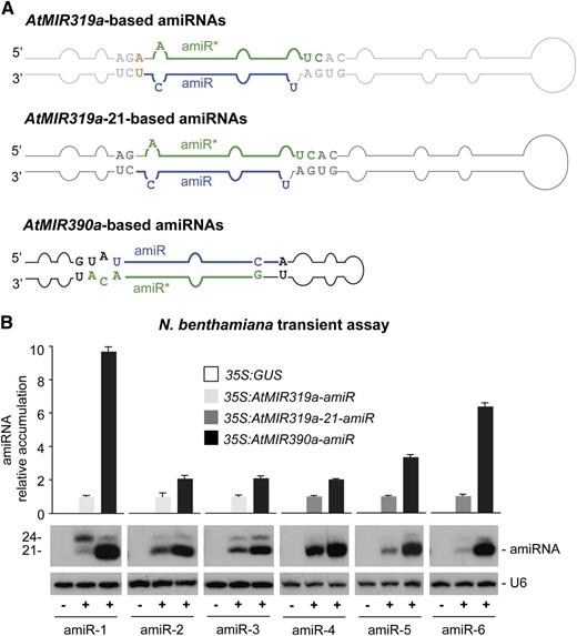 Comparative analysis of the accumulation of several amiRNAs produced from AtMIR319a, AtMIR319a-21, and AtMIR390a foldbacks. A, Diagrams of AtMIR319a, AtMIR319a-21, and AtMIR390a foldbacks. Nt corresponding to the miRNA guide strand are in blue, and nucleotides of the miRNA* strand are in green. Other nt from the AtMIR319a, AtMIR319a-21, and AtMIR390a foldbacks are in light gray, dark gray, and black, respectively, except those nt that were added in the AtMIR319a configuration, which are in light brown. Shapes of the AtMIR319a, AtMIR319a-21, and AtMIR390a foldbacks are in light gray, dark gray, and black, respectively. B, Accumulation of several amiRNAs expressed from the AtMIR319a, AtMIR319a-21, or AtMIR390a foldbacks in N. benthamiana leaves. The graph at top shows mean (n = 3) relative amiRNA levels + sd when expressed from the AtMIR319a (light gray; amiRNA level = 1.0), AtMIR319a-21 (dark gray; amiRNA level = 1), or AtMIR390a (black) foldback. Only one blot from three biological replicates is shown. The U6 RNA blot is shown as a loading control.