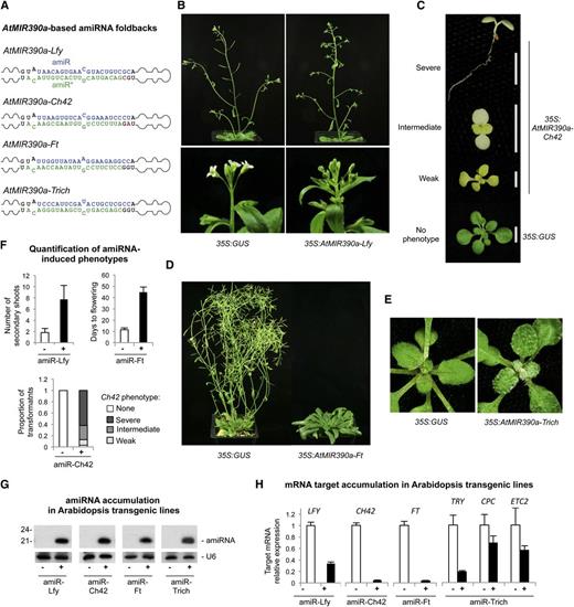 Functionality of AtMIR390a-based amiRNAs in Arabidopsis Col-0 T1 transgenic plants. A, AtMIR390a-based foldbacks containing Lfy-, Ch42-, Ft-, and Trich-amiRNAs. Nt corresponding to the miRNA guide and miRNA* strands are in blue and green, respectively; nt from the AtMIR390a foldback are in black, except those that were modified to preserve authentic AtMIR390a foldback secondary structure, which are in red. B to E show representative images of Arabidopsis Col-0 T1 transgenic plants expressing amiRNAs from the AtMIR390a foldback. B, Adult plants expressing 35S:GUS control (left) and 35S:AtMIR390a-Lfy with increased number of secondary shoots (top right) and leaf-like organs instead of flowers (bottom right). C, Ten-day-old seedlings expressing 35S:AtMIR390a-Ch42 and showing bleaching phenotypes. D, Adult control plant (35S:GUS) and 35S:AtMIR390a-Ft plant with a delayed flowering phenotype. E, Fifteen-day-old control seedling (35S:GUS) and a seedling expressing 35S:AtMIR390a-Trich with increased number of trichomes. F, Quantification of amiRNA-induced phenotypes in plants expressing amiR-Lfy (top left), amiR-Ft (top right), and amiR-Ch42 (bottom). G, Accumulation of amiRNAs in Arabidopsis transgenic plants. One blot from three biological replicates is shown. Each biological replicate is a pool of at least eight independent plants. The U6 RNA blot is shown as a loading control. H, Mean relative level + se of Arabidopsis LFY, CH42, FT, TRY, CPC, and ETC2 mRNAs after normalization to ACTIN2 (ACT2), CAP-BINDING PROTEIN20 (CBP20), SAND, and POLYUBIQUITIN10 (UBQ10), as determined by quantitative RT-PCR (RT-qPCR) (35S:GUS = 1.0 in all comparisons).