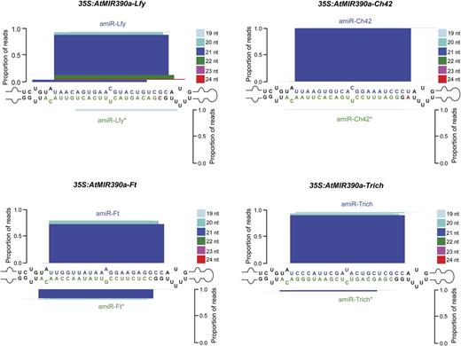Mapping of amiRNA reads from AtMIR390a-based foldbacks expressed in Arabidopsis Col-0 T1 transgenic plants. Analysis was performed for amiRNA and amiRNA* reads in plants expressing amiR-Ft (top left), amiR-Lfy (top right), amiR-Ch42 (bottom left), and amiR-Trich (bottom right). amiRNA guide and amiRNA* strands are highlighted in blue and green, respectively. Nt from the AtMIR390a foldback are in black, except those that were modified to preserve authentic AtMIR390a foldback secondary structure, which are in red. The proportion of small RNA reads is plotted as stacked bar graphs. Small RNAs are color coded by size.