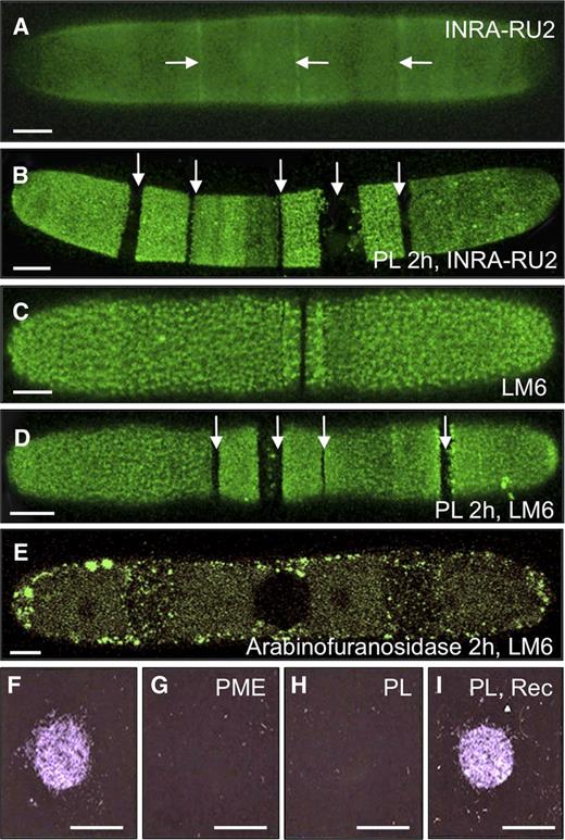 Pectinase unmasking treatments and to examine RGI distribution and evaluate HG-mediated adhesion. A, Immunolabeling of RGI with INRA-RU2. The arrows indicate more intense labeling at the isthmus and lateral bands. B, INRA-RU2 labeling after treatment with PL for 2 h, highlighting nonlabeled gaps (arrows). C, Labeling of arabinan with LM6. D, Labeling with LM6 after PL treatment, highlighting the nonlabeled gaps (arrows). E, LM6 labeling after 2 h of arabinofuranosidase treatment. F to I, Adhesion assay, showing cells adhering to the surface of a plastic petri dish (F) and after pretreatment with PME (G) or PL (H) and after a PL treatment followed by a recovery period in normal growth medium (Rec; I). Bars = 12 µm (A), 8 µm (B), 7 µm (C), 9.5 µm (D and E), and 5 mm (F–I).