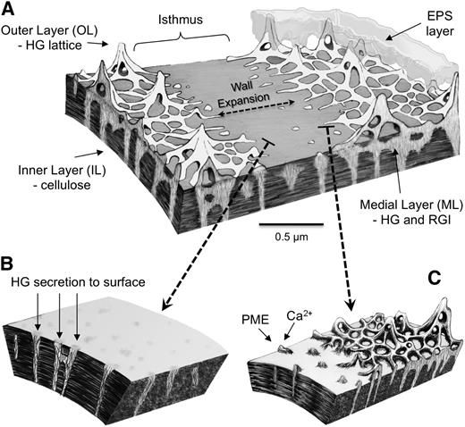 P. margaritaceum cell wall and wall development model. A, The cell wall comprises three distinct layers: an OL consisting of the HG-rich lattice, an IL of cellulose, and an ML containing HG and RGI that traverses the IL. The isthmus zone at the cell center represents the focal point of cell expansion and division and consists of the IL and ML but not the HG-rich OL. B, During development, the inner cellulosic zone forms at the isthmus and highly methylesterified HG is secreted through pores in the cellulosic network of the IL to form the ML. C, HG fibrils ultimately emerge from the ML onto the surface of the isthmus wall, where they are demethylesterified, presumably by PME enzymes. This allows Ca2+ complexation of HG and the formation of the gel lattice.