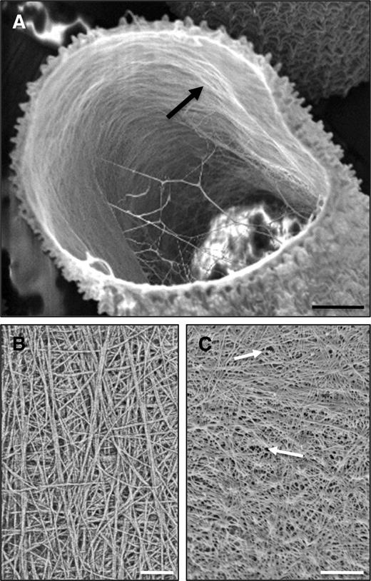 The inner cellulosic layer of P. margaritaceum. A, Fractured cell showing microfibrils on the innermost layer that are mostly aligned perpendicular to the long axis of the cell. B, Network of cellulose microfibrils showing considerable crosshatching. C, Pores distributed throughout the inner wall layer (arrows). All images were made with FESEM. Bars = 2.8 µm (A), 100 nm (B), and 120 nm (C).