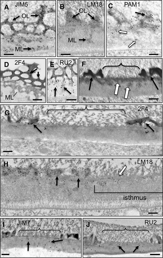 Immunogold localization of pectin epitopes in the mature wall and isthmus zone. A, JIM5 labeling of the OL and ML. B, LM18 labeling of the OL and ML. C, PAM1 labeling of the OL (black arrow) and ML (white arrows). D, 2F4 labeling of the OL (arrows) but not the ML. E, INRA-RU2 labeling of the ML (arrows). F, Cross section of the isthmus zone (bracket) showing ML aggregates embedded in the IL that traverse the wall and an absence of the OL (white arrows). G, 2F4 labels the OL (arrows) but is absent in the isthmus (bracket). H, LM18 labeling of the OL and IL of preexisting wall (black arrows) and the outer part of the isthmus wall (white arrow). I, JIM7 labeling (arrows) of the isthmus wall (bracket). J, INRA-RU2 labeling (arrows) of the isthmus wall (bracket). All images were made with TEM. Bars = 250 nm (A), 200 nm (B, I, and J), 150 nm (C), 175 nm (D), 110 nm (E), 225 nm (F and G), and 100 nm (H).