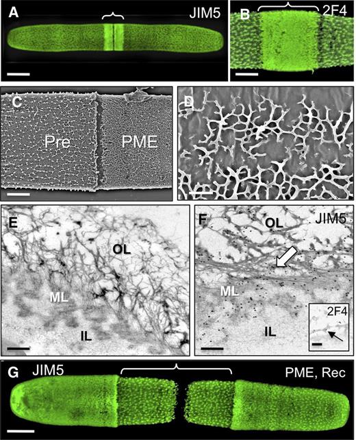 The effect of PME treatment on the pectin network. A, Confocal image of a post-PME-treated cell labeled with JIM5 showing the altered lattice structure around the isthmus (bracket). B, Post-PME-treated cell labeled with 2F4 showing a similar pattern (bracket) to that of JIM5 labeling. C, FESEM image of a cell surface with contrasting topology of the preexisting wall (Pre) and after PME treatment (PME). D, Higher magnification FESEM image of an abnormal HG-rich lattice after PME incubation. E, TEM image of the altered wall of a cell treated with PME for 12 h. The OL no longer has the HG-rich lattice, while the IL and ML appear unchanged. F, JIM5 immunogold labeling after treatment with PME for 12 h. The inset shows 2F4 labeling of the OL. G, JIM5 labeling after PME treatment followed by recovery (Rec) in fresh WHM. The area of newly synthesized HG-rich lattice is bracketed. Bars = 15 μm (A), 5 μm (B), 4 µm (C), 400 nm (D), 120 nm (E), 100 nm (F), 200 nm (inset in F), and 6 μm (G).