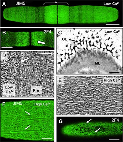 Effects of Ca2+ on HG-rich lattice architecture. A, Confocal image of a JIM5-labeled cell grown in a low-Ca2+ medium. The swollen zone around the isthmus is bracketed. B, 2F4 labeling of a cell grown in low Ca2+. C, TEM image of the thin, irregular lattice (arrow) in the OL deposited under low-Ca2+ conditions (ML). D, FESEM image showing abnormal OL deposited under low-Ca2+ conditions (left) and the preexisting lattice (Pre; right) deposited under normal conditions. The arrow indicates the boundary between the two. E, Elongated ridges in the OL lattice deposited under high-Ca2+ conditions (FESEM). F, JIM5-labeled cell grown in high-Ca2+ medium. Elongated ridges are indicated with arrows. G, 2F4-labeled cell grown under high-Ca2+ conditions showing elongated ridges of the OL (arrows). Bars = 17 µm (A), 12 µm (B), 500 nm (C), 4 µm (D), 1.5 µm (E), 6 µm (F), and 10 µm (G).