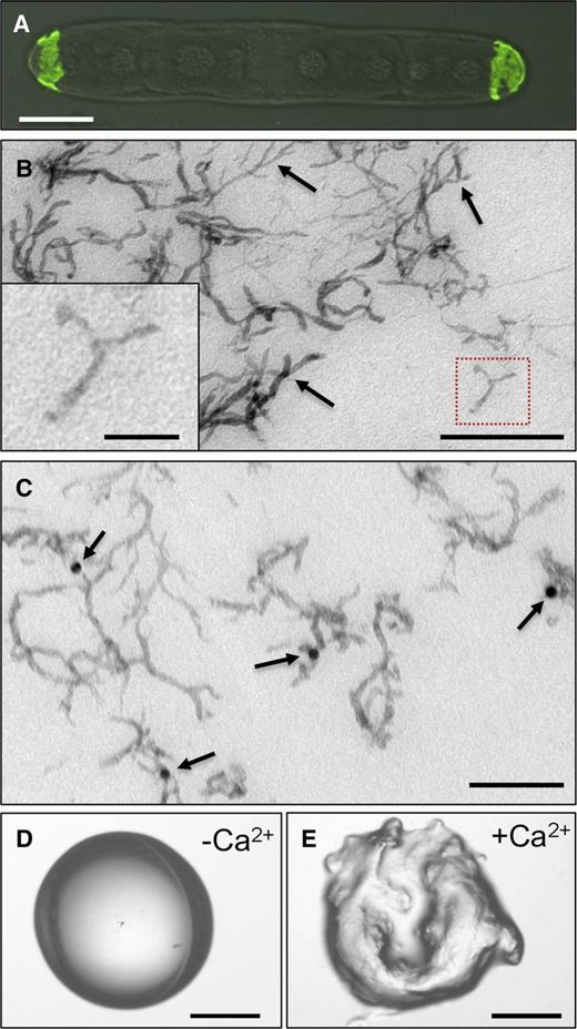 High-resolution imaging of CDTA-extracted P. margaritaceum HG polymers and their gelation by Ca2+. A, Confocal image of a JIM5-labeled cell incubated for 2 h with CDTA. B, TEM image of CDTA-extracted pectin. Arrows indicate branched structures. The inset shows a magnification of the red boxed area. C, Immunogold labeling of CDTA-extracted pectin with JIM5 (arrows). D, Light microscope image of a 5 mg mL−1 solution of P. margaritaceum CDTA extract. E, Light microscope image of the gel formed after mixing the P. margaritaceum CDTA extract with an equal volume of 50 mm CaCl2. Bars = 15 µm (A), 200 nm (B), 50 nm (inset in B), 160 nm (C), and 2 mm (D and E).