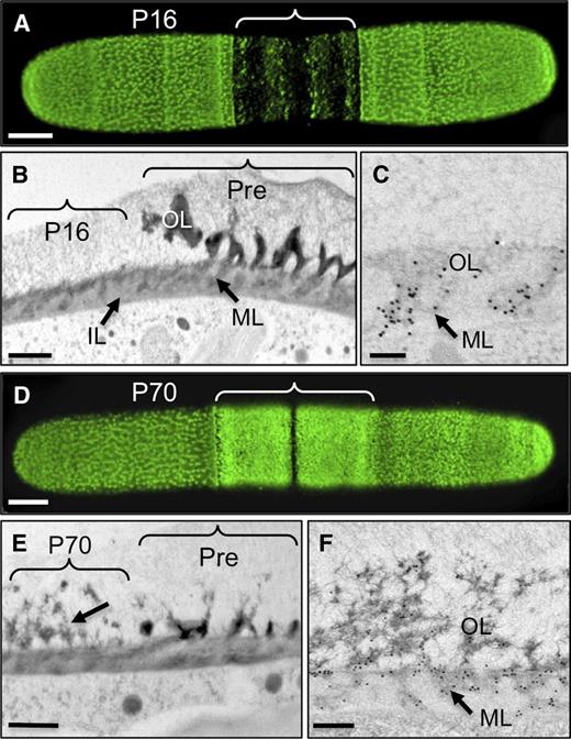 Effects of exogenous pectins on the pectin network. A, JIM5 immunolabeling after a 36-h incubation with a low DE pectin fraction (P16). The area where the lattice is absent is bracketed. B, TEM image of the transition zone (pre- and post-P16 incubation) showing OL, ML, and IL of a cell incubated with P16. Preexisting wall (Pre) is bracketed. C, JIM5-labeled wall after P16 incubation highlighting the label in the ML. D, JIM5 labeling after 36 h of incubation with a high DE pectin fraction (P70). The area where the lattice is altered is bracketed. E, Transition zone in the wall of a cell incubated with P70. Preexisting wall is bracketed. The arrow indicates fibrillar masses. F, JIM5 labeling after P70 incubation, highlighting the fibrillar masses of the OL and ML. Bars = 6 µm (A and D), 450 nm (B), 125 nm (C), 500 nm (E), and 400 nm (F).