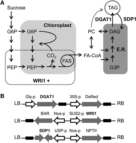 Simplified diagrams illustrating the pathway for oil metabolism in developing Arabidopsis seeds (A) and three T-DNA constructs designed to manipulate different stages in the pathway by seed-specific overexpression of WRI1, DGAT1, and RNAi suppression of SDP1 (B). E.R., Endoplasmic reticulum; FA-CoA, fatty acyl-CoA; FAS, fatty acid synthase; LB, left border; PEP, phosphoenolpyruvate; RB, right border.